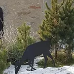 Ξενοδοχείο με διαμερίσματα Teo E Marianna 4*